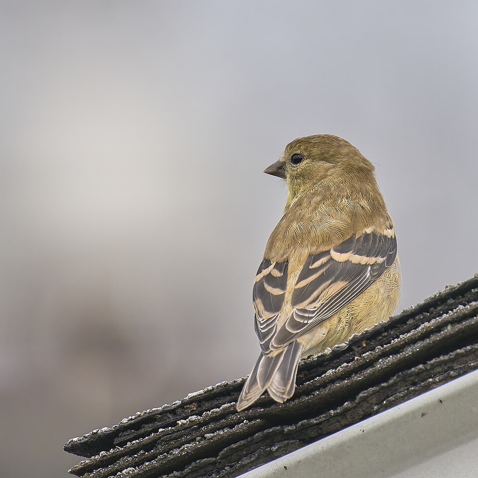 Eastern Goldfinch, the state bird of New Jersey